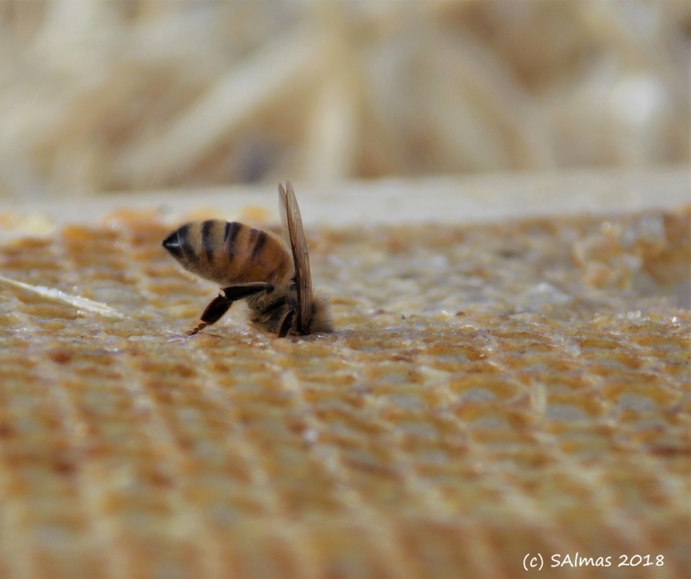 Bee w Honey